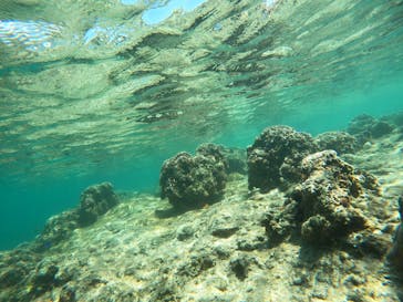 沖縄マリンサービス碧に投稿された画像（2023/3/11）