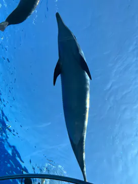 横浜・八景島シーパラダイスに投稿された画像（2023/3/11）