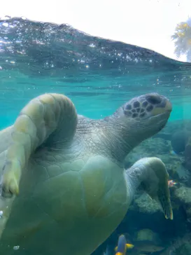 横浜・八景島シーパラダイスに投稿された画像（2023/3/11）