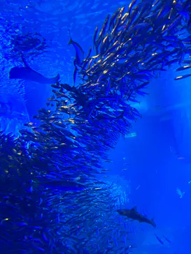 横浜・八景島シーパラダイスに投稿された画像（2023/3/11）