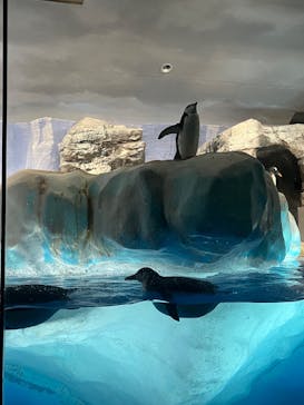 名古屋港水族館に投稿された画像（2023/3/11）