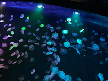 すみだ水族館に投稿された画像（2023/3/11）