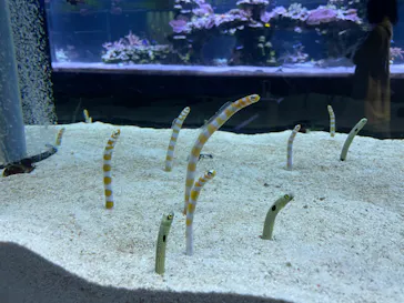 すみだ水族館に投稿された画像（2023/3/11）