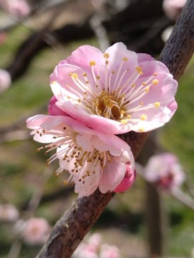 偕楽園本園に投稿された画像（2023/3/11）