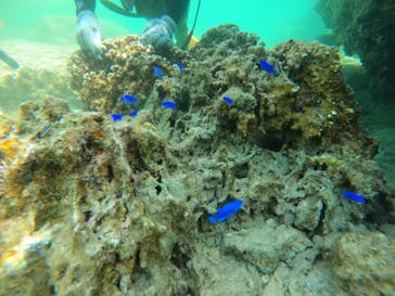 沖縄マリンサービス碧に投稿された画像（2023/3/11）