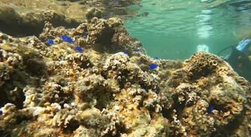 武藤潜水に投稿された画像（2023/3/11）