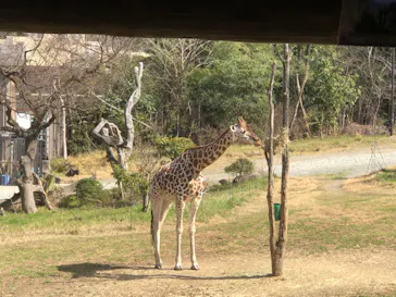 天王寺動物園に投稿された画像（2023/3/11）