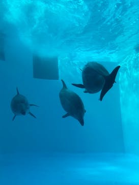 名古屋港水族館に投稿された画像（2023/3/11）