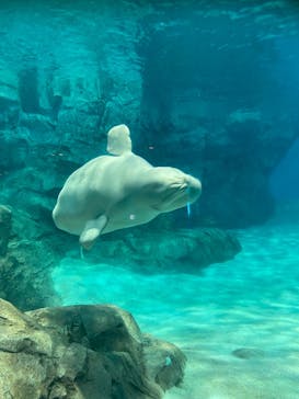 名古屋港水族館に投稿された画像（2023/3/11）