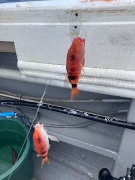 沖縄海うさぎ・海あしびに投稿された画像（2023/3/11）