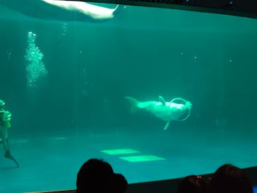 島根県立 しまね海洋館に投稿された画像（2023/3/11）