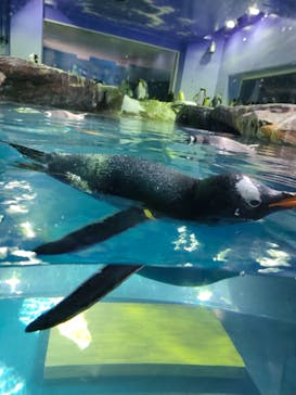 島根県立 しまね海洋館に投稿された画像（2023/3/11）