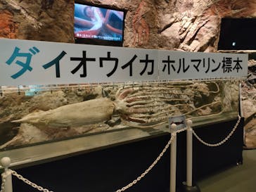 島根県立 しまね海洋館に投稿された画像（2023/3/11）