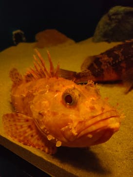 島根県立 しまね海洋館に投稿された画像（2023/3/11）