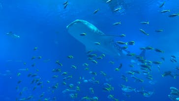 沖縄美ら海水族館に投稿された画像（2023/3/11）