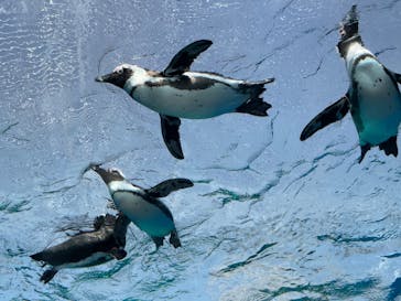 サンシャイン水族館に投稿された画像（2023/3/11）