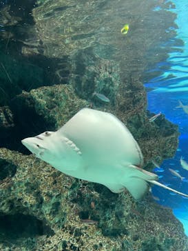 サンシャイン水族館に投稿された画像（2023/3/11）