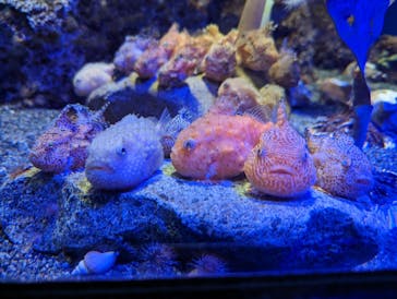 新江ノ島水族館に投稿された画像（2023/3/11）