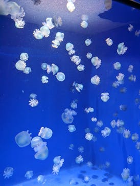 新江ノ島水族館に投稿された画像（2023/3/11）