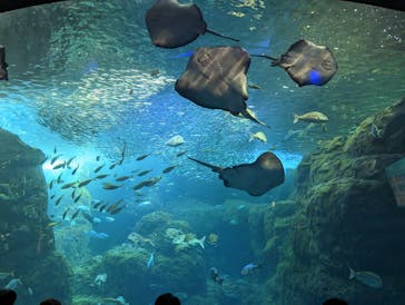 新江ノ島水族館に投稿された画像（2023/3/11）