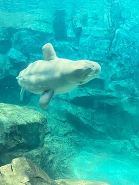 名古屋港水族館に投稿された画像（2023/3/11）