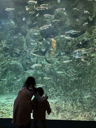 サケのふるさと 千歳水族館に投稿された画像（2023/3/11）