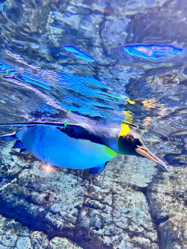 横浜・八景島シーパラダイスに投稿された画像（2023/3/11）
