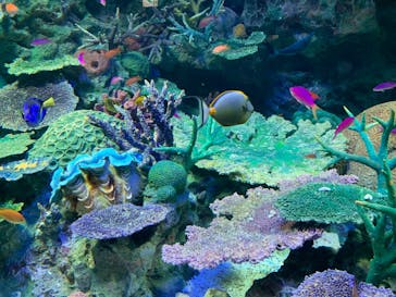 サンシャイン水族館に投稿された画像（2023/3/11）