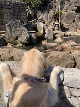 伊豆シャボテン動物公園に投稿された画像（2023/3/11）