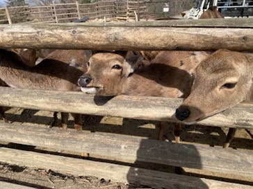 群馬サファリパークに投稿された画像（2023/3/11）