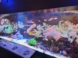 横浜開運水族館 フォーチュンアクアリウムに投稿された画像（2023/3/11）