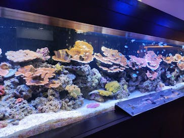 横浜開運水族館 フォーチュンアクアリウムに投稿された画像（2023/3/11）