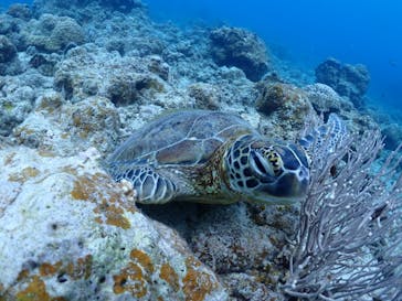 初心者専門マリンサービスサンフィッシュ石垣島に投稿された画像（2023/3/11）