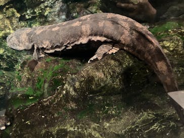 京都水族館に投稿された画像（2023/3/12）