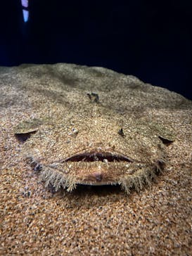 アクアワールド茨城県大洗水族館に投稿された画像（2023/3/12）