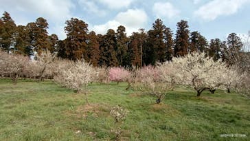 偕楽園本園に投稿された画像（2023/3/12）