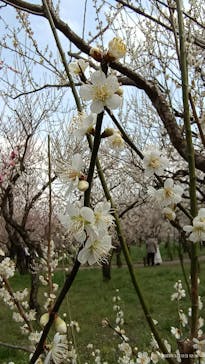 偕楽園本園に投稿された画像（2023/3/12）