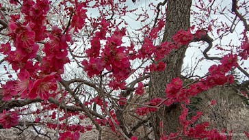 偕楽園本園に投稿された画像（2023/3/12）