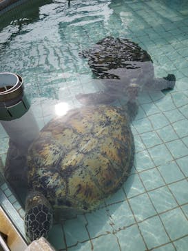 下田海中水族館に投稿された画像（2023/3/12）