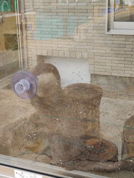 下田海中水族館に投稿された画像（2023/3/12）