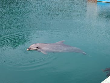 下田海中水族館に投稿された画像（2023/3/12）