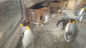 下田海中水族館に投稿された画像（2023/3/12）