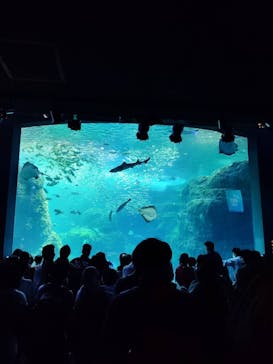 新江ノ島水族館に投稿された画像（2023/3/12）