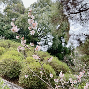 上方温泉 一休 京都本館に投稿された画像（2023/3/12）