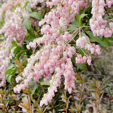 上方温泉 一休 京都本館に投稿された画像（2023/3/12）