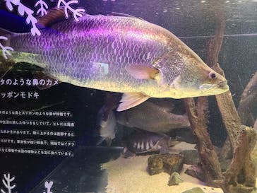 カワスイ 川崎⽔族館に投稿された画像（2023/3/12）