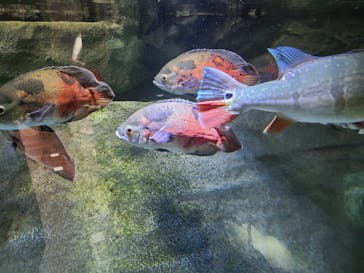 カワスイ 川崎⽔族館に投稿された画像（2023/3/12）