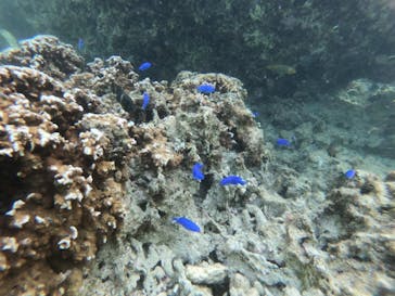 沖縄マリンサービス碧に投稿された画像（2023/3/12）