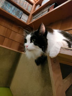 猫カフェモカ　秋葉原店に投稿された画像（2023/3/12）