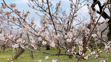 偕楽園本園に投稿された画像（2023/3/12）